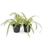 Chlorophytum comosum variegatum potted plant in nursery pot on white background.