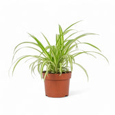 Chlorophytum comosum variegatum potted plant in nursery pot on white background.