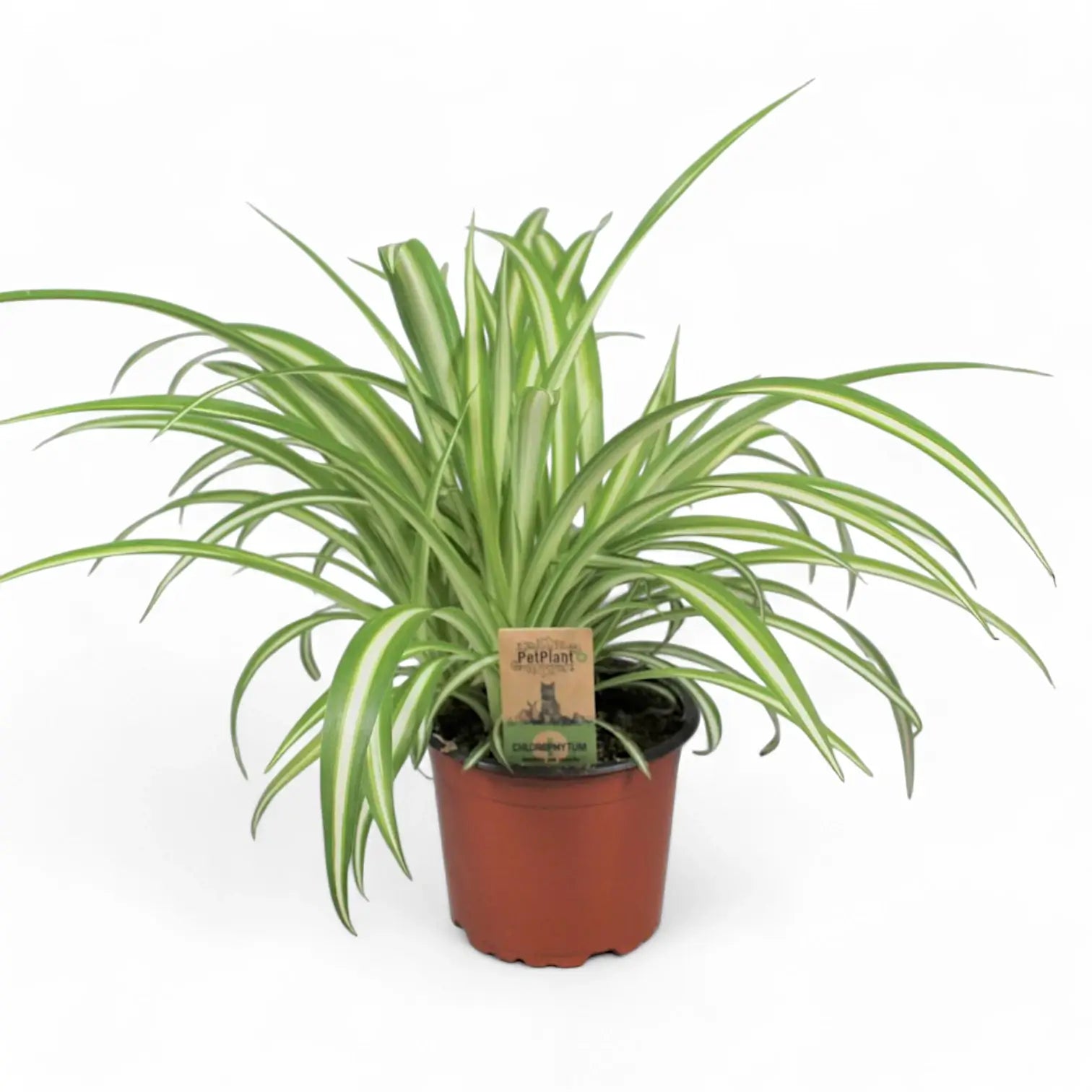 Chlorophytum comosum variegatum – Zimmerpflanze im Kulturtopf auf weißem Hintergrund, Produktfoto 7.