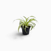 Chlorophytum comosum ‘Variegatum’ – Jungpflanze mit grünen Blättern und weißen Blatträndern