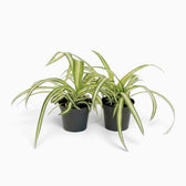 Chlorophytum comosum ‘Variegatum’ – Jungpflanze mit grünen Blättern und weißen Blatträndern