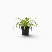 Chlorophytum comosum ‘Variegatum’ – Jungpflanze mit grünen Blättern und weißen Blatträndern
