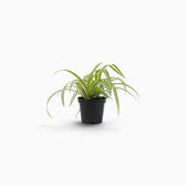 Chlorophytum comosum ‘Variegatum’ – Jungpflanze mit grünen Blättern und weißen Blatträndern