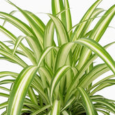 Chlorophytum comosum ‘Variegatum’ – Nahaufnahme grüner Blätter mit weißen Blatträndern