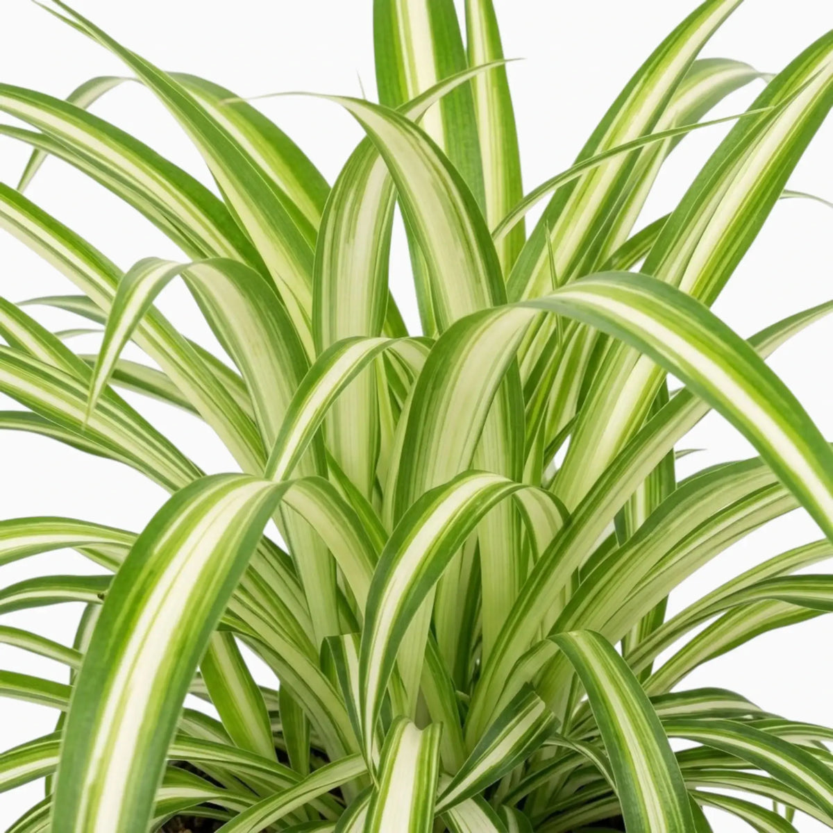 Chlorophytum comosum ‘Variegatum’ – Nahaufnahme grüner Blätter mit weißen Blatträndern