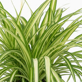 Chlorophytum comosum ‘Variegatum’ – Nahaufnahme grüner Blätter mit weißen Blatträndern