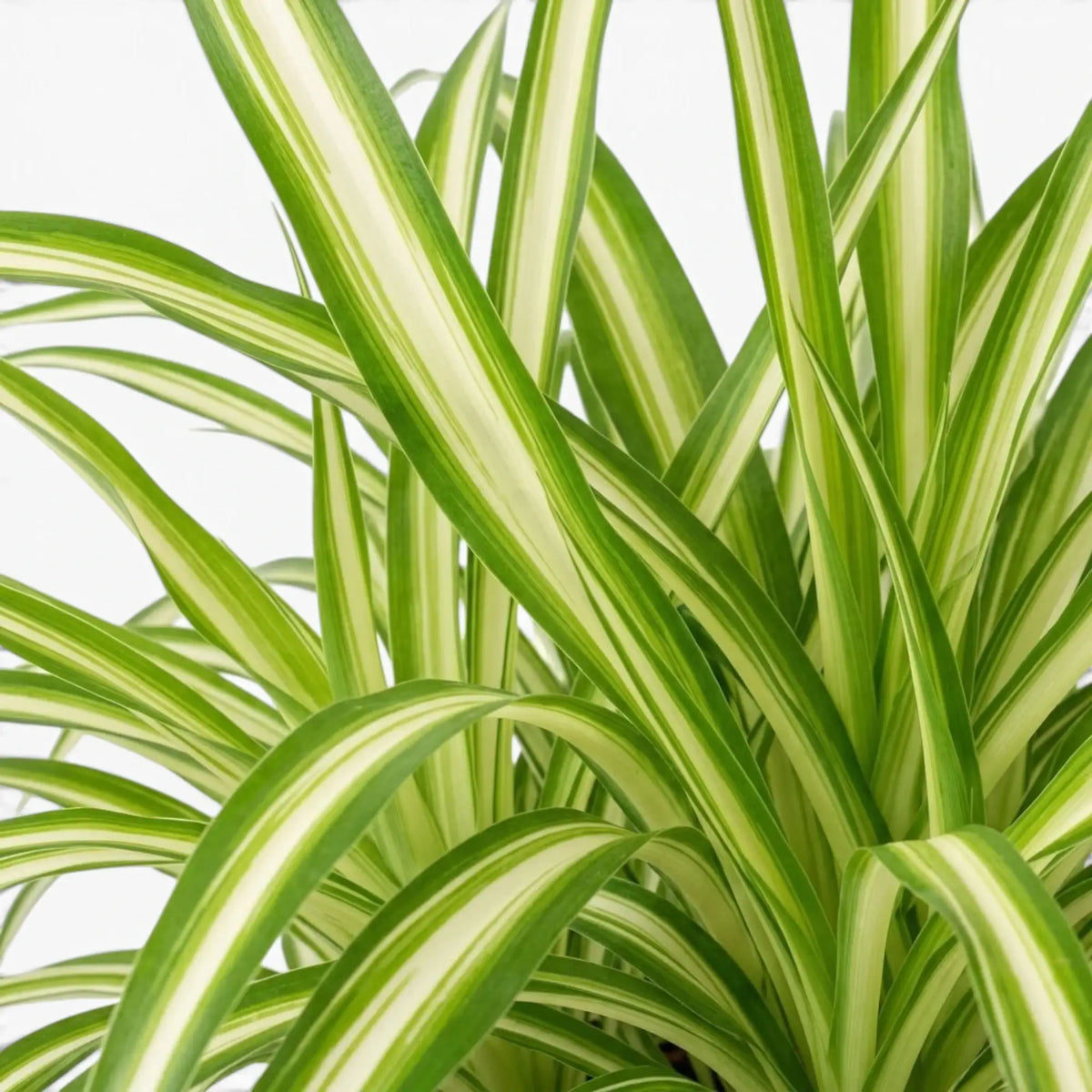 Chlorophytum comosum ‘Variegatum’ – Nahaufnahme grüner Blätter mit weißen Blatträndern