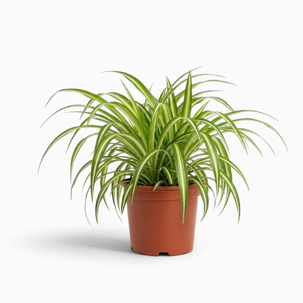 Chlorophytum comosum ‘Variegatum’ – mittelgroße Pflanze mit grünen Blättern und weißen Blatträndern