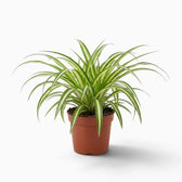 Chlorophytum comosum ‘Variegatum’ – mittelgroße Pflanze mit grünen Blättern und weißen Blatträndern
