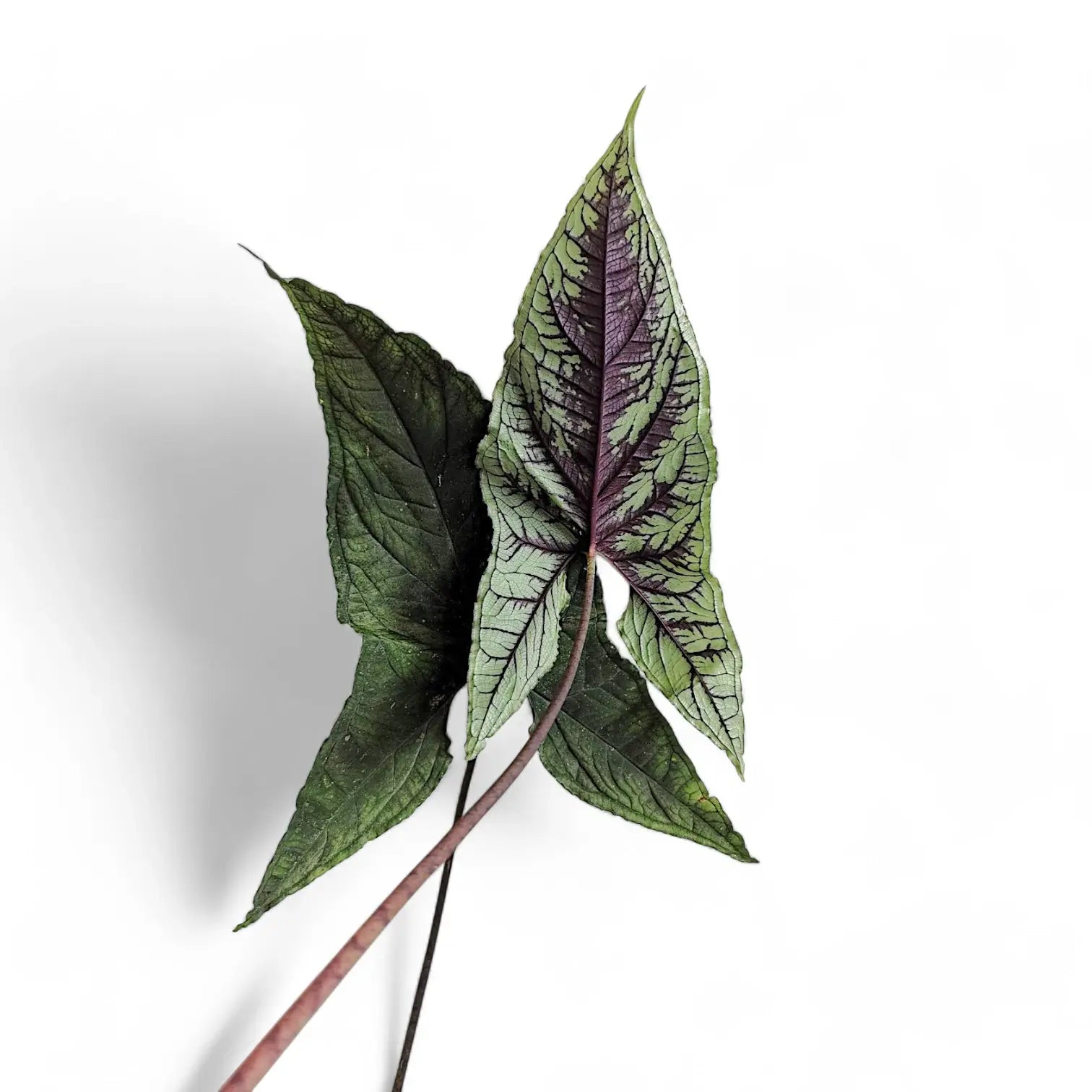 Chlorospatha atropurpurea leaf close-up on white background.