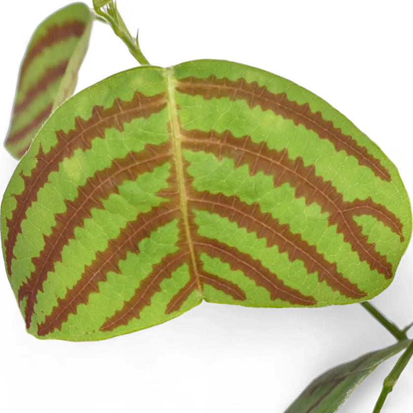 Christia obcordata leaf detail on white background.