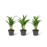 Baby Chrysalidocarpus lutescens with yellow-green canes and arching fronds