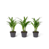 Baby Chrysalidocarpus lutescens with yellow-green canes and arching fronds