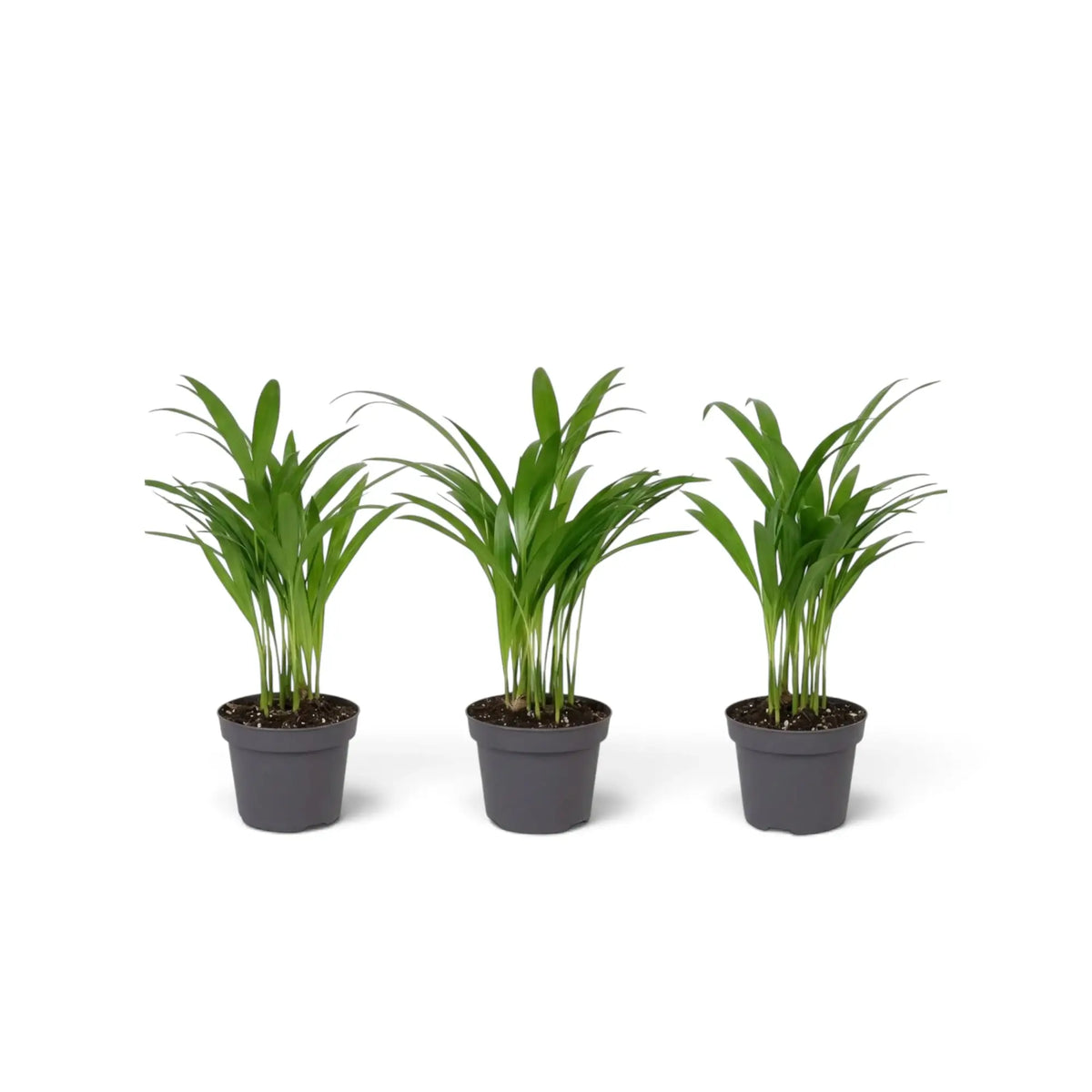 Baby Chrysalidocarpus lutescens with yellow-green canes and arching fronds