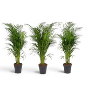Extra-large Chrysalidocarpus lutescens with yellow-green canes and arching fronds