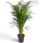 Extra-large Chrysalidocarpus lutescens with yellow-green canes and arching fronds