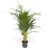 Large Chrysalidocarpus lutescens with yellow-green canes and arching fronds