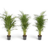 Large Chrysalidocarpus lutescens with yellow-green canes and arching fronds