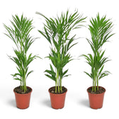Medium Chrysalidocarpus lutescens with yellow-green canes and arching fronds
