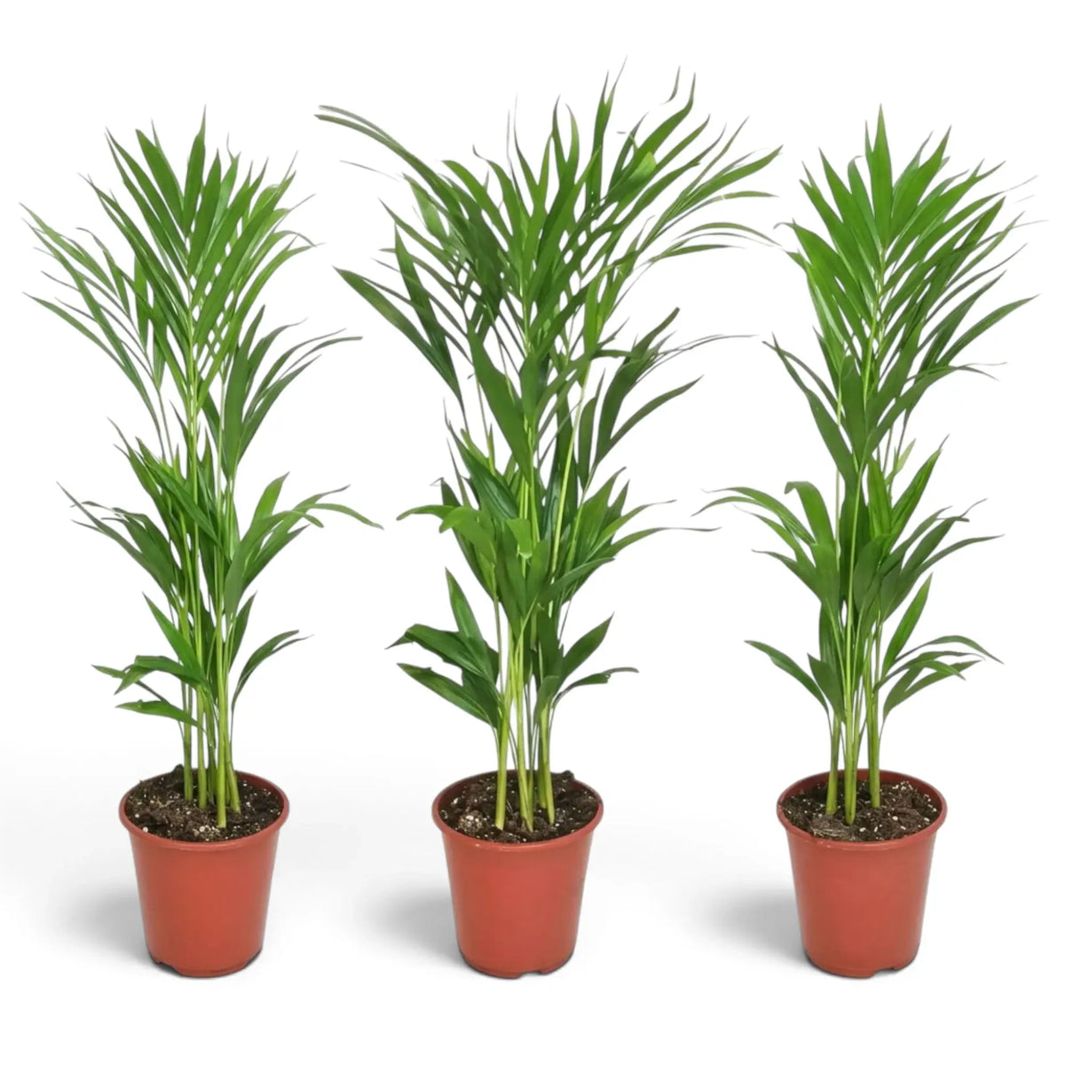 Medium Chrysalidocarpus lutescens with yellow-green canes and arching fronds