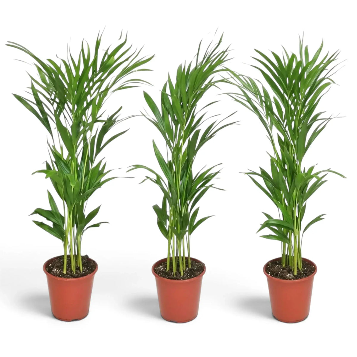 Medium Chrysalidocarpus lutescens with yellow-green canes and arching fronds