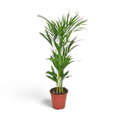 Medium Chrysalidocarpus lutescens with yellow-green canes and arching fronds