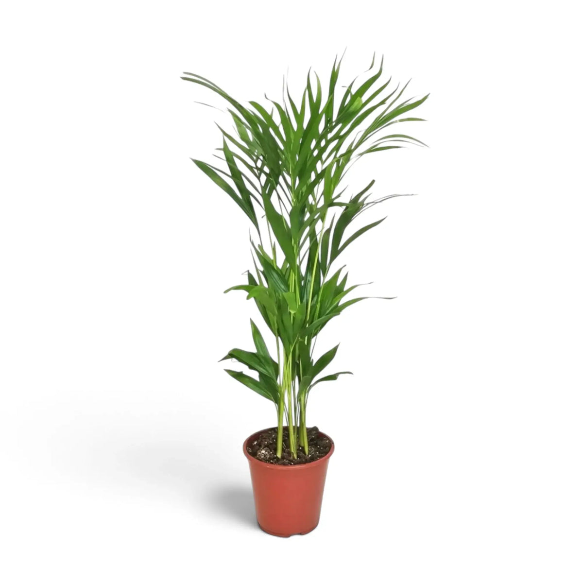 Medium Chrysalidocarpus lutescens with yellow-green canes and arching fronds
