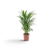 Small Chrysalidocarpus lutescens with yellow-green canes and arching fronds