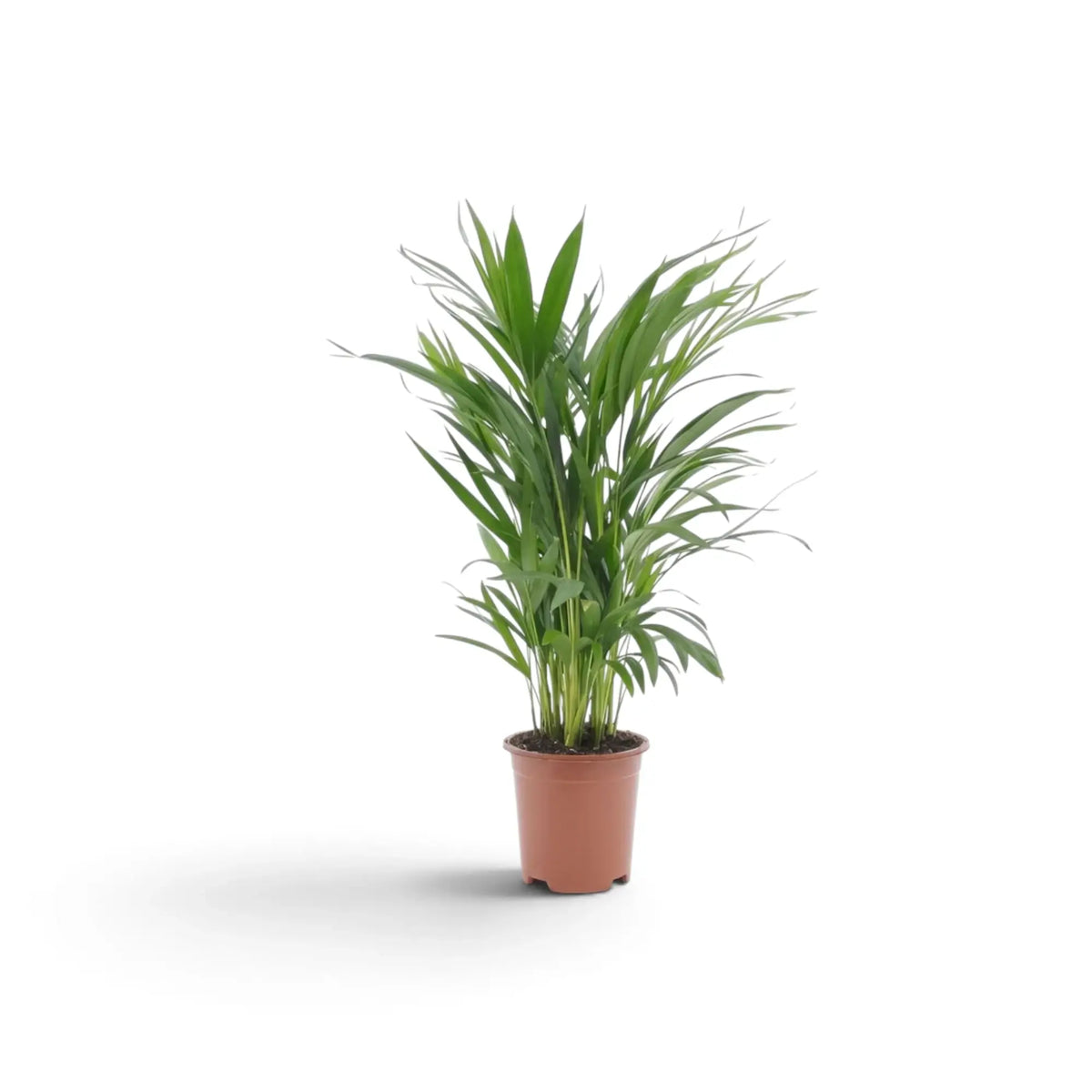 Small Chrysalidocarpus lutescens with yellow-green canes and arching fronds