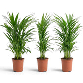 Small Chrysalidocarpus lutescens with yellow-green canes and arching fronds