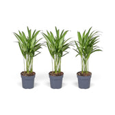 Extra-small Chrysalidocarpus lutescens with yellow-green canes and arching fronds