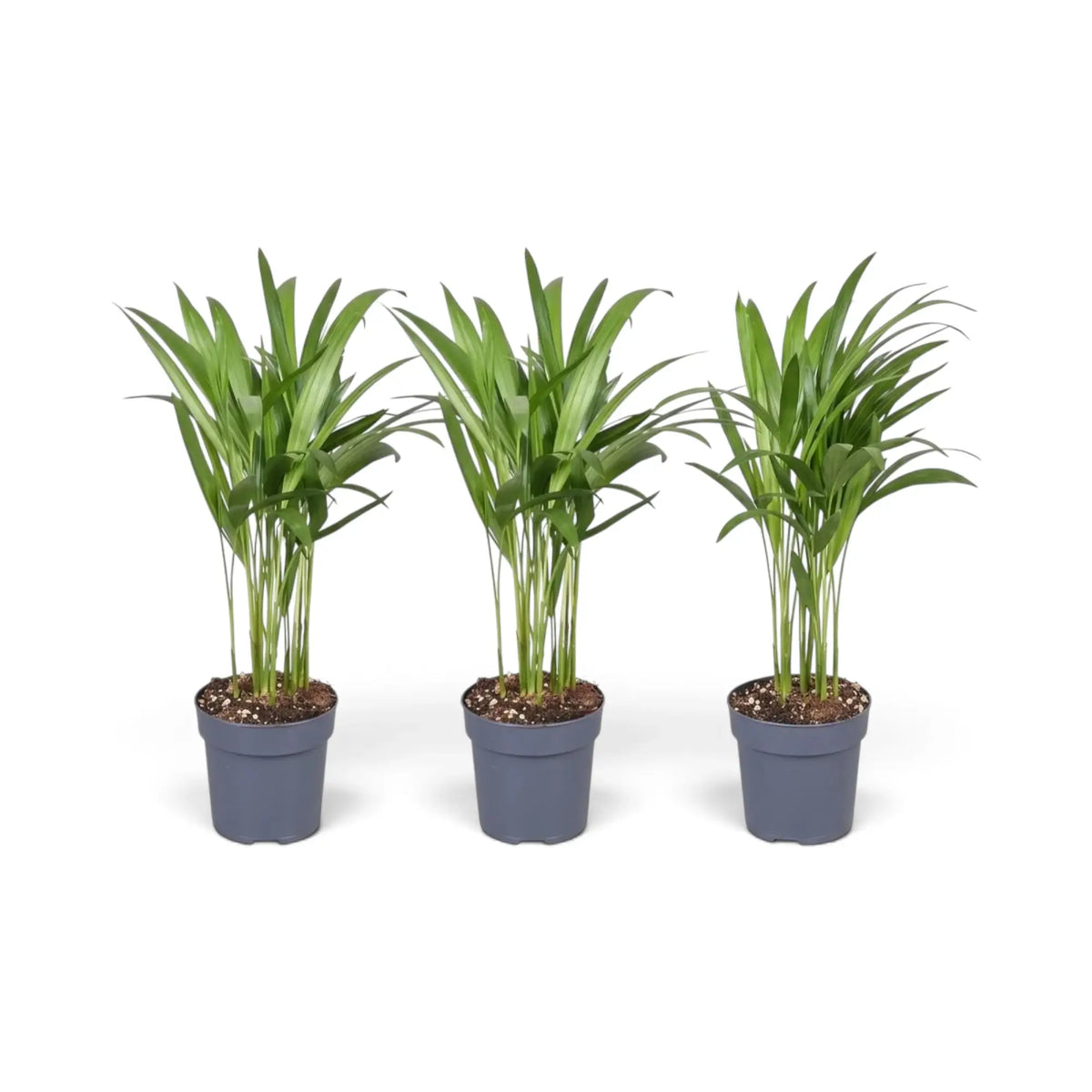 Extra-small Chrysalidocarpus lutescens with yellow-green canes and arching fronds