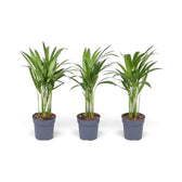 Extra-small Chrysalidocarpus lutescens with yellow-green canes and arching fronds
