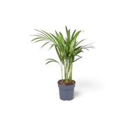 Extra-small Chrysalidocarpus lutescens with yellow-green canes and arching fronds