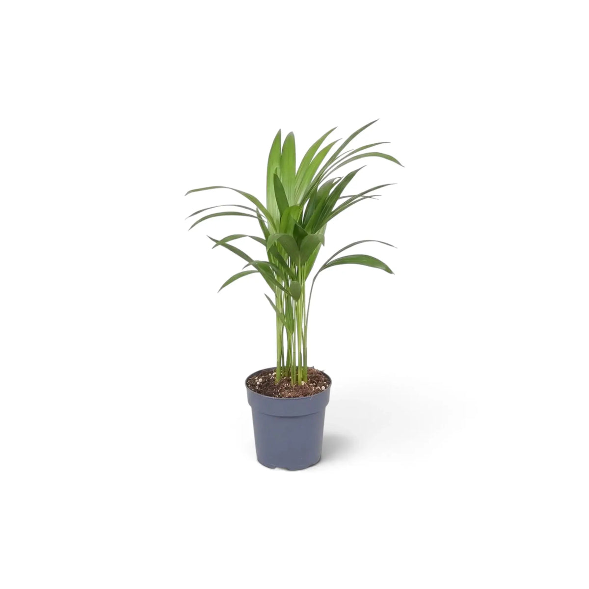 Extra-small Chrysalidocarpus lutescens with yellow-green canes and arching fronds