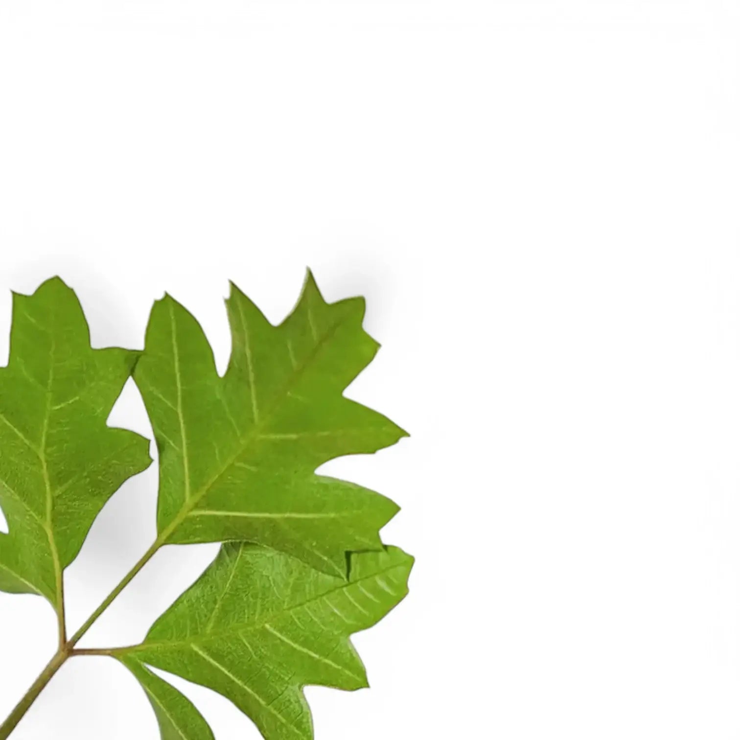Cissus alata 'Ellen Danica' leaf close-up on white background.