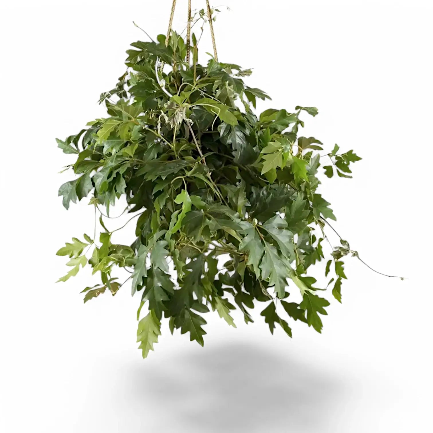 Cissus alata 'Ellen Danica' potted plant in nursery pot on white background.