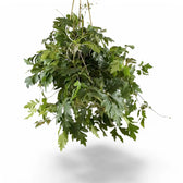 Cissus alata 'Ellen Danica' potted plant in nursery pot on white background.