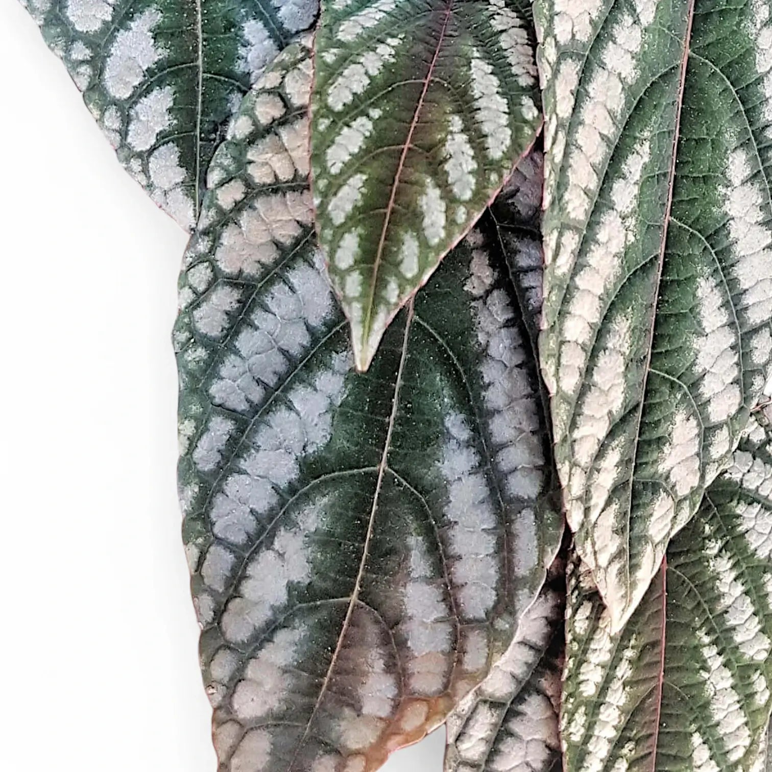 Cissus discolor leaf close-up on white background.