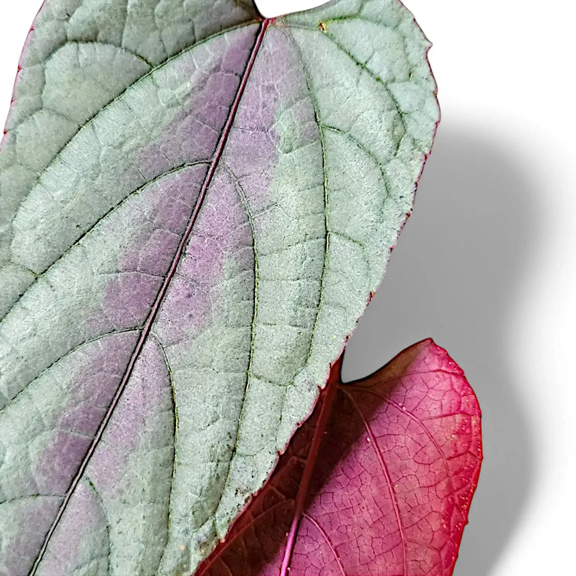 Cissus discolor 'Violet Vine' leaf detail on white background.