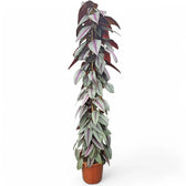 Cissus discolor 'Violet Vine' potted plant in nursery pot on white background.