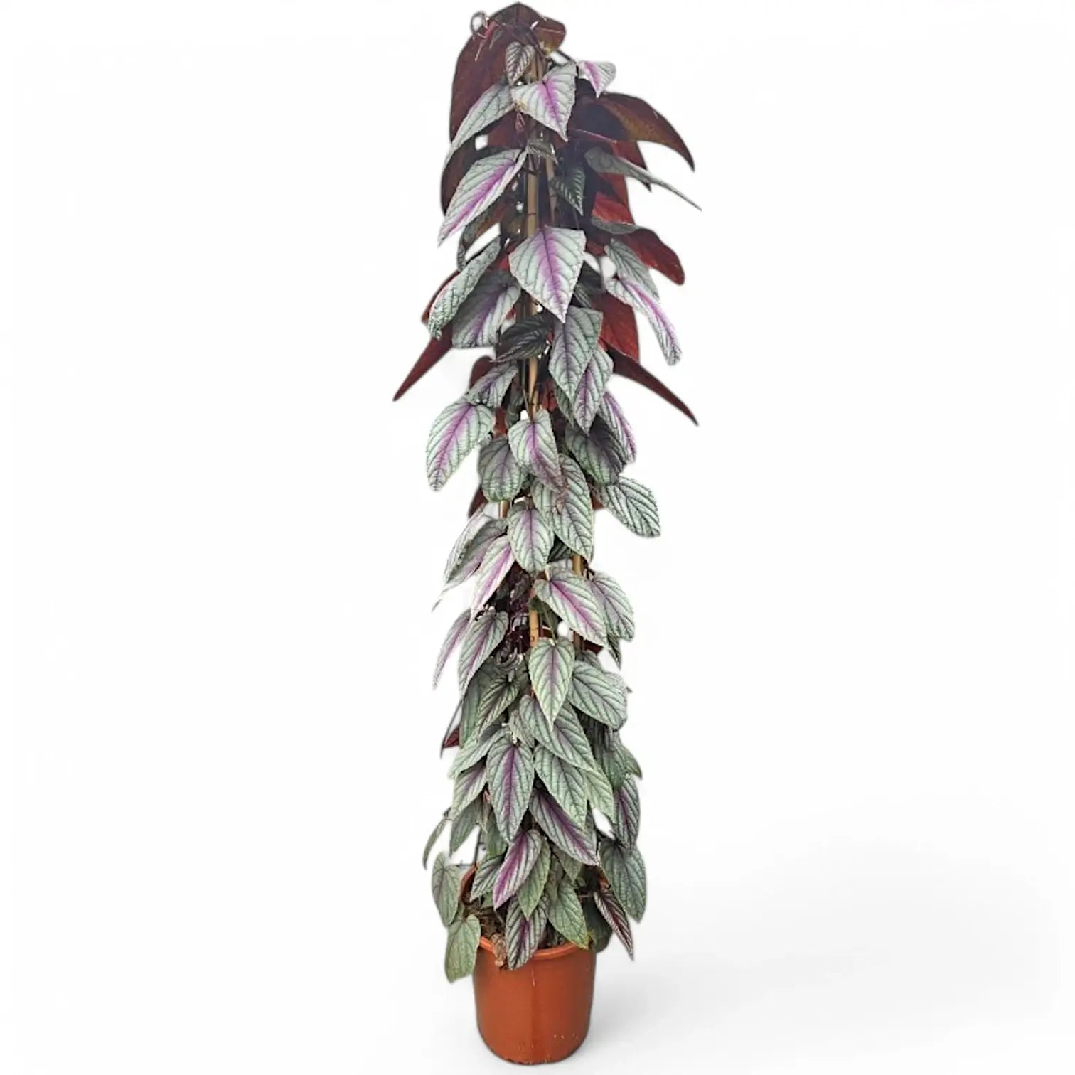 Cissus discolor 'Violet Vine' potted plant in nursery pot on white background.