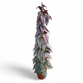 Cissus discolor 'Violet Vine' potted plant in nursery pot on white background.