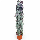 Cissus discolor 'Violet Vine' potted plant in nursery pot on white background.