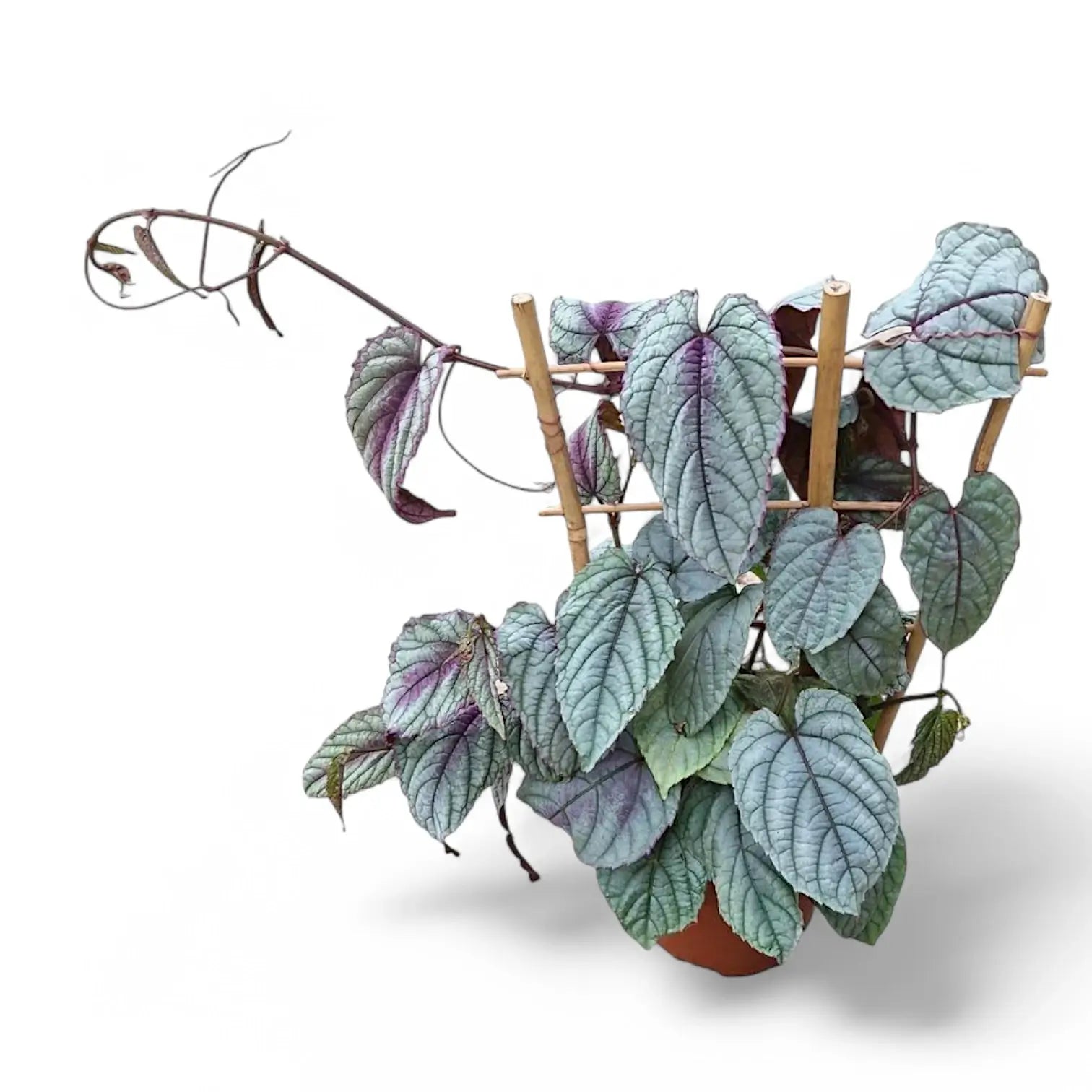 Cissus discolor 'Violet Vine' potted plant in nursery pot on white background.