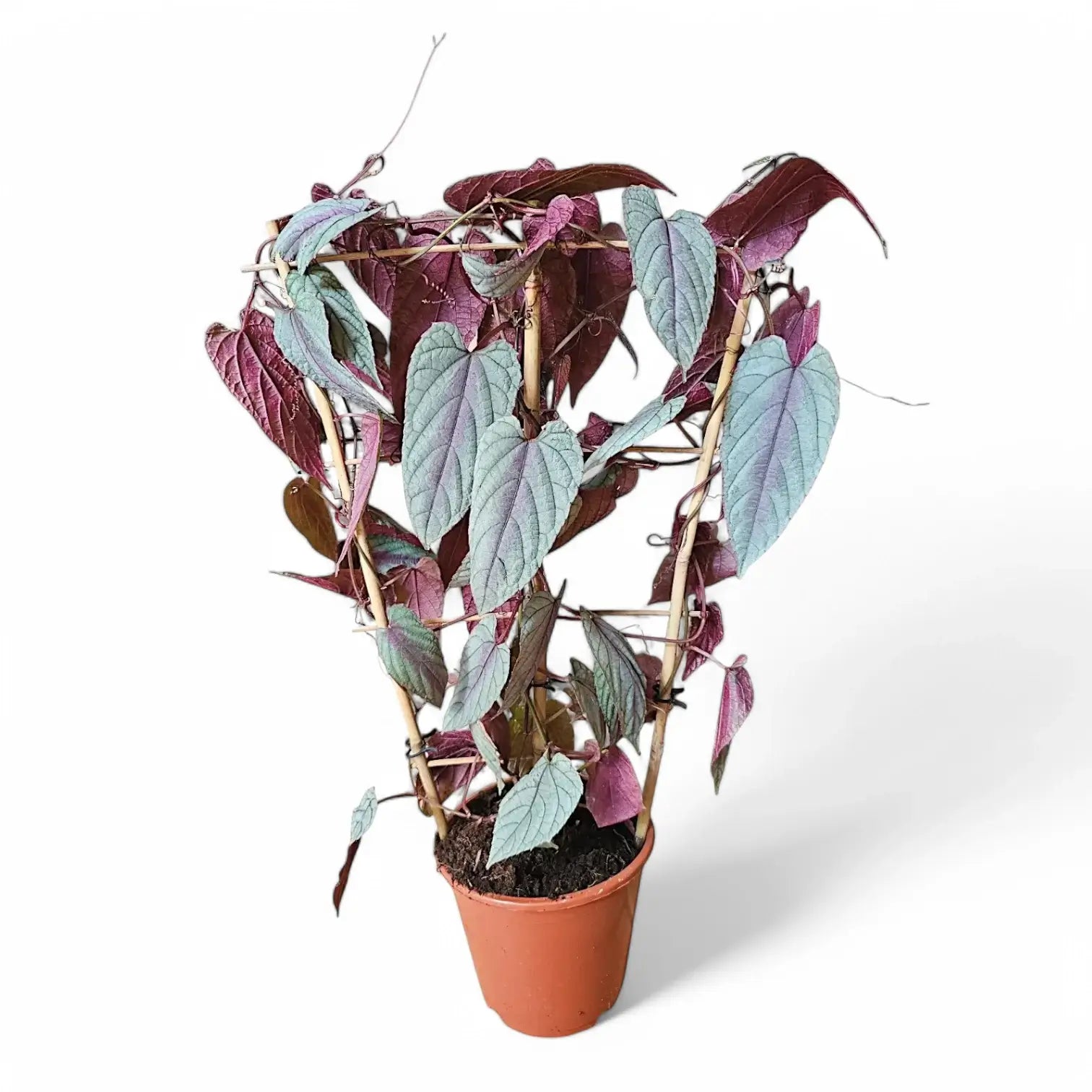 Cissus discolor 'Violet Vine' potted plant in nursery pot on white background.
