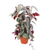 Cissus discolor 'Violet Vine' potted plant in nursery pot on white background.