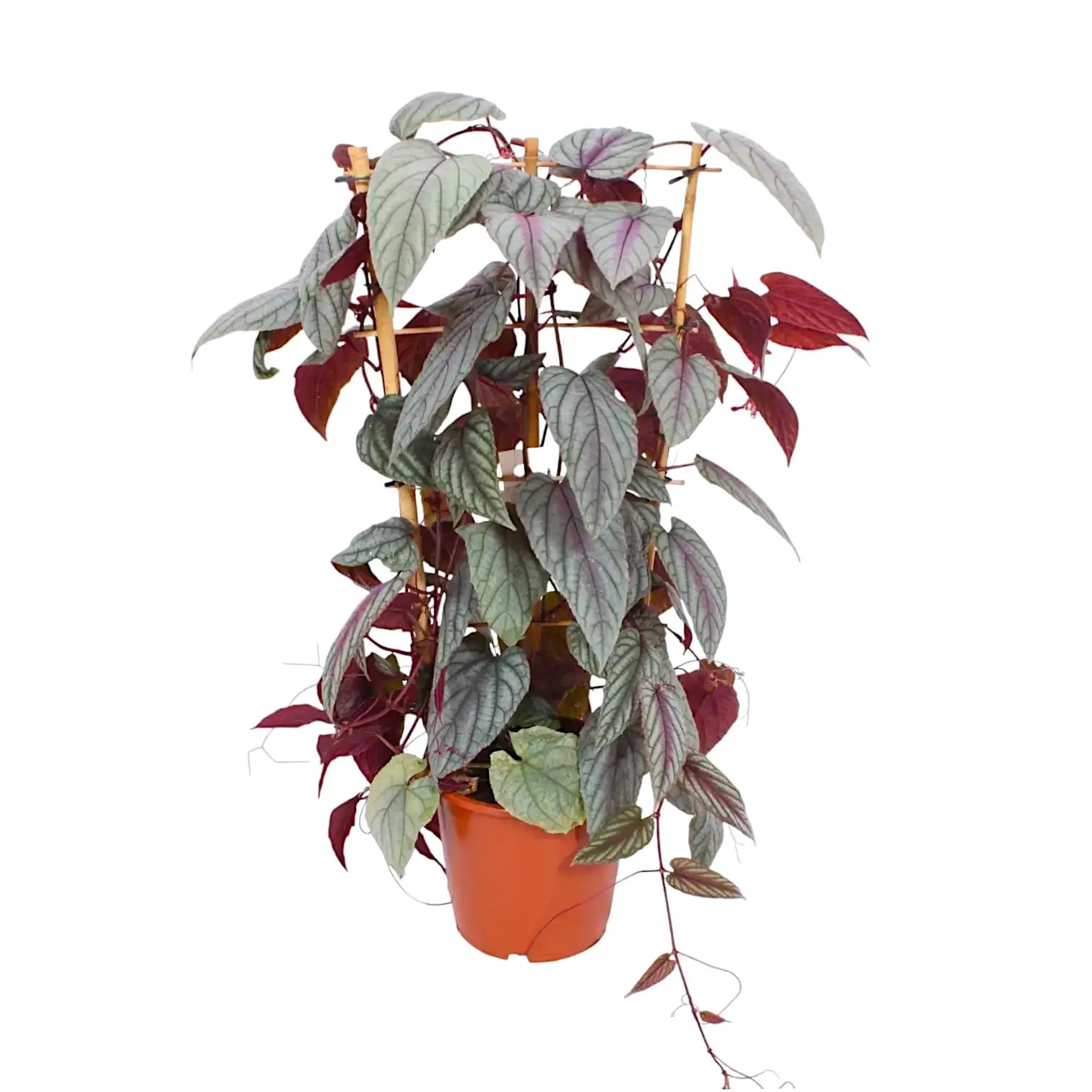 Cissus discolor 'Violet Vine' potted plant in nursery pot on white background.