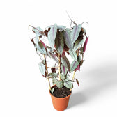 Cissus discolor 'Violet Vine' potted plant in nursery pot on white background.