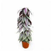 Cissus discolor 'Violet Vine' potted plant in nursery pot on white background.